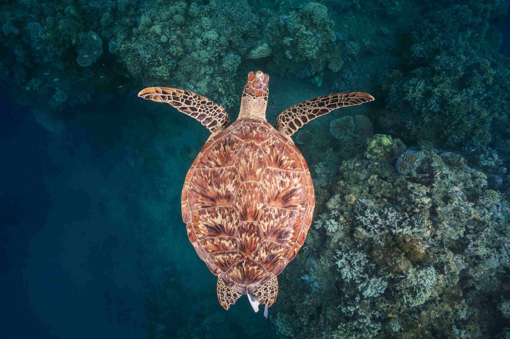 Tortue