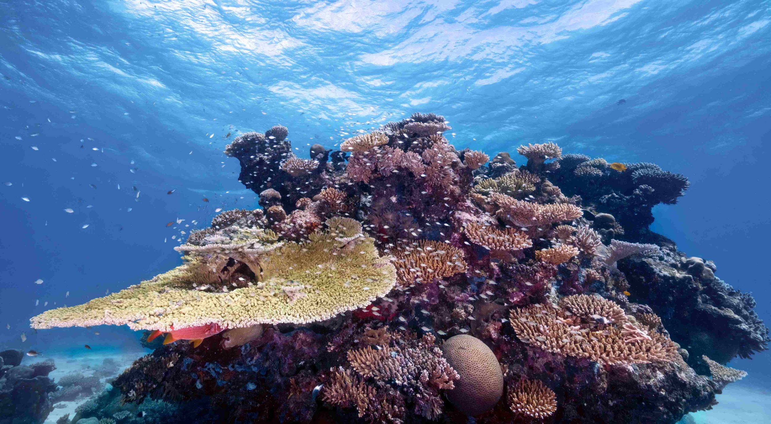 Plongée sous-marine