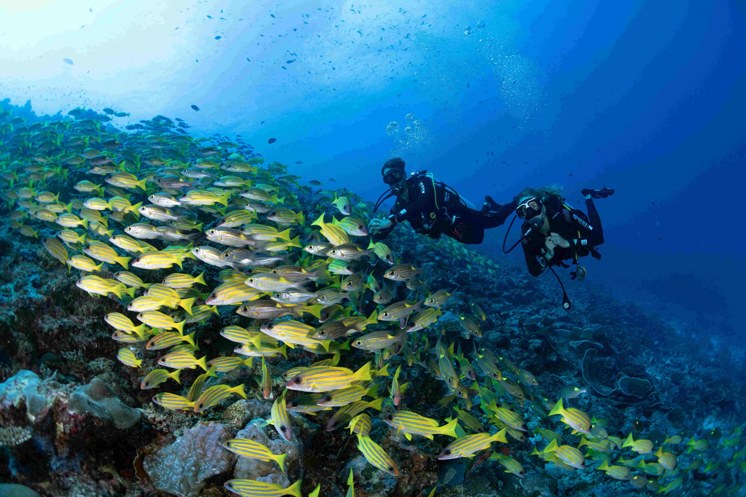 plongeurs certifiés